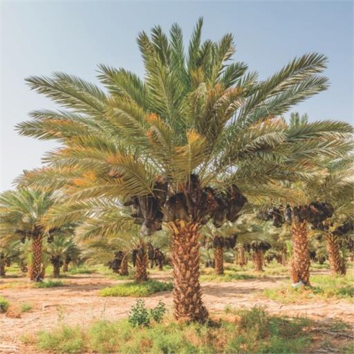 کیسه راشل